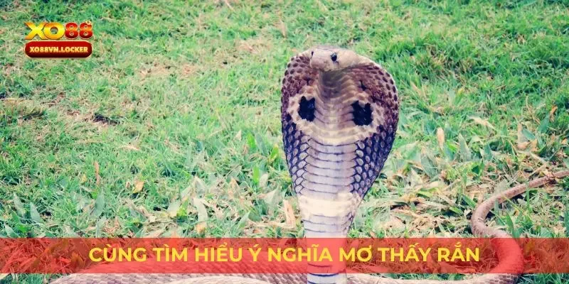 Cùng tìm hiểu ý nghĩa mơ thấy rắn