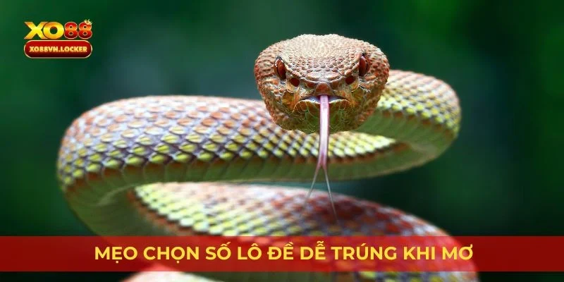 Mẹo chọn số lô đề dễ trúng khi mơ